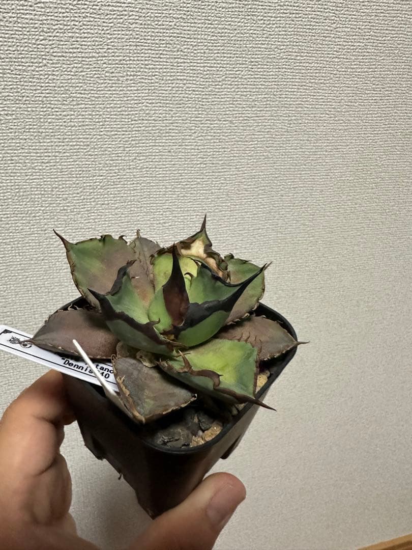 Dennis040 痛み有りの為特価