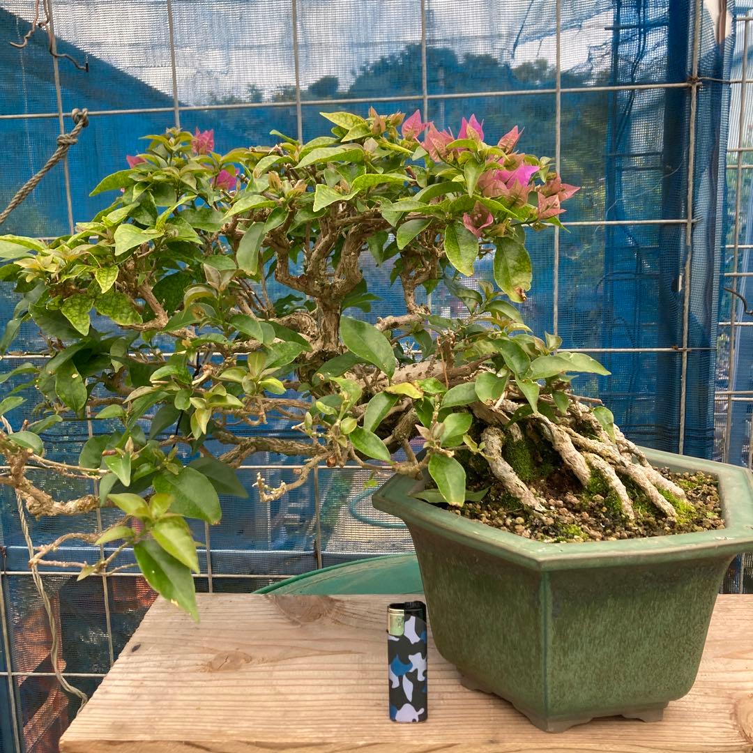 ブーゲンビリア 八角形鉢植え