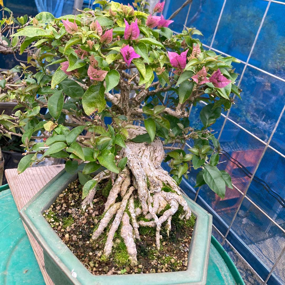 ブーゲンビリア 八角形鉢植え