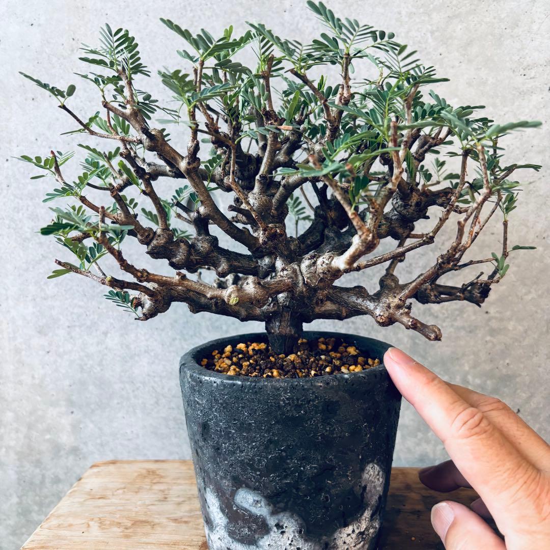 Masaさん専用グラキリス＋センナメリディオナリス