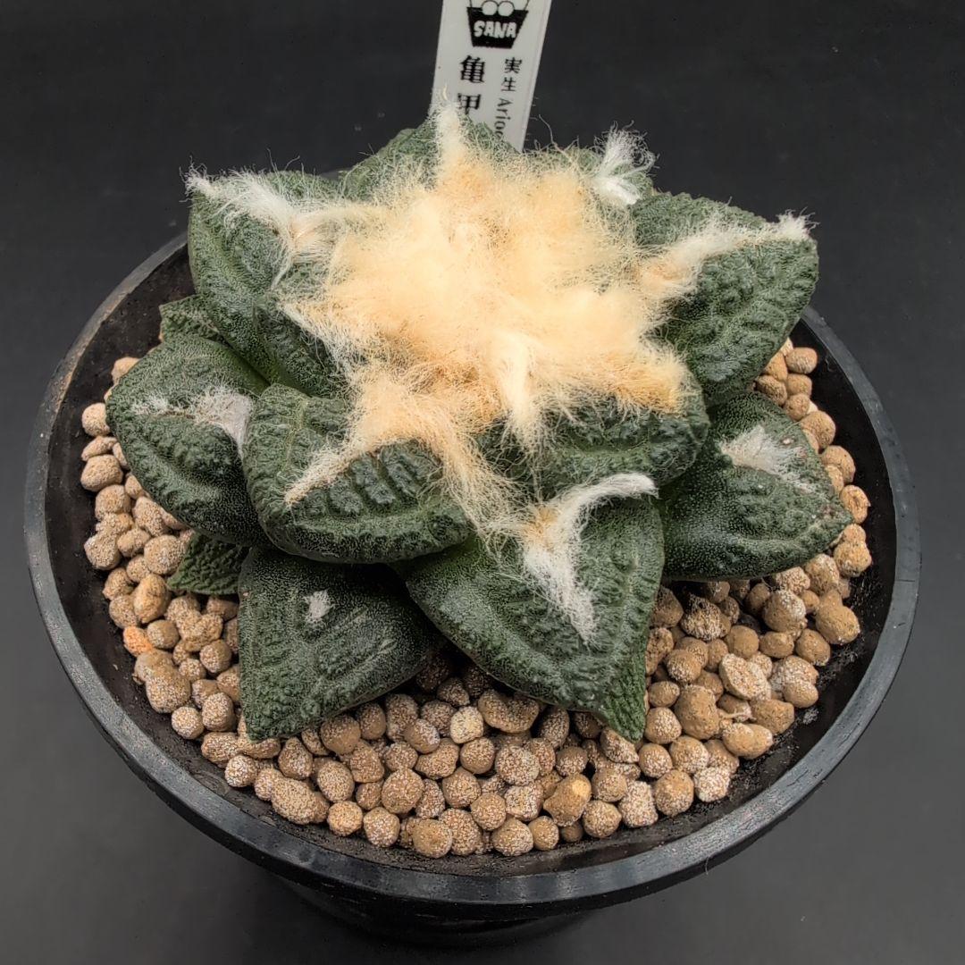 ね*こ様 亀甲牡丹(大疣タイプ) 実生 鉢植えメルカリ便送料込み 翆