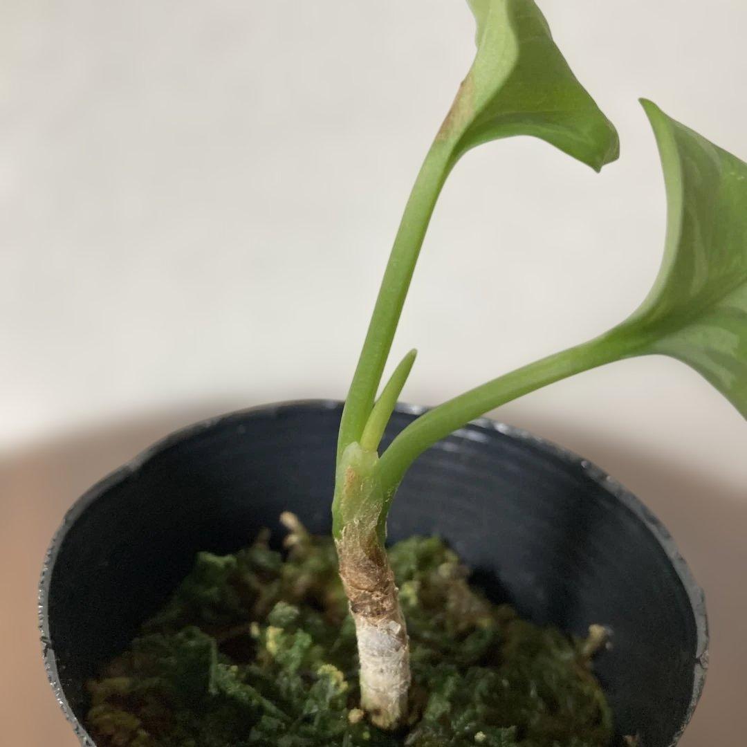 アグラオネマ ピクタム アンダマン - メルカリ