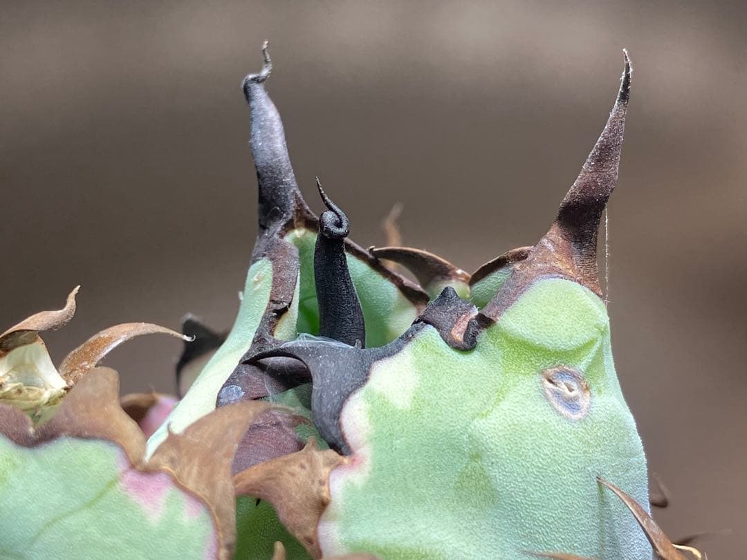 nk　リクエスト出品　鰐亀錦　BB錦　TC 匿名配送