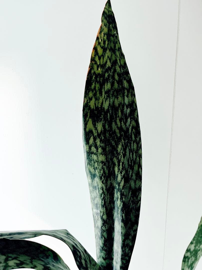 サンスベリア オブリティアナ 斑模様の希少種 calm cafe - メルカリ