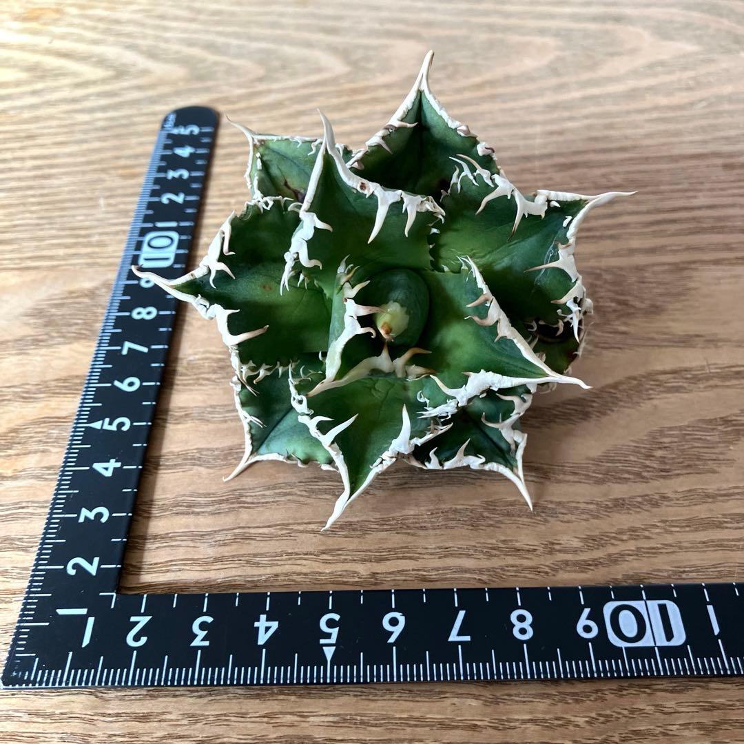 【初売り】60 匿名配送　特選　特大　アガベ　チタノタ　白豪刺TC ⑤