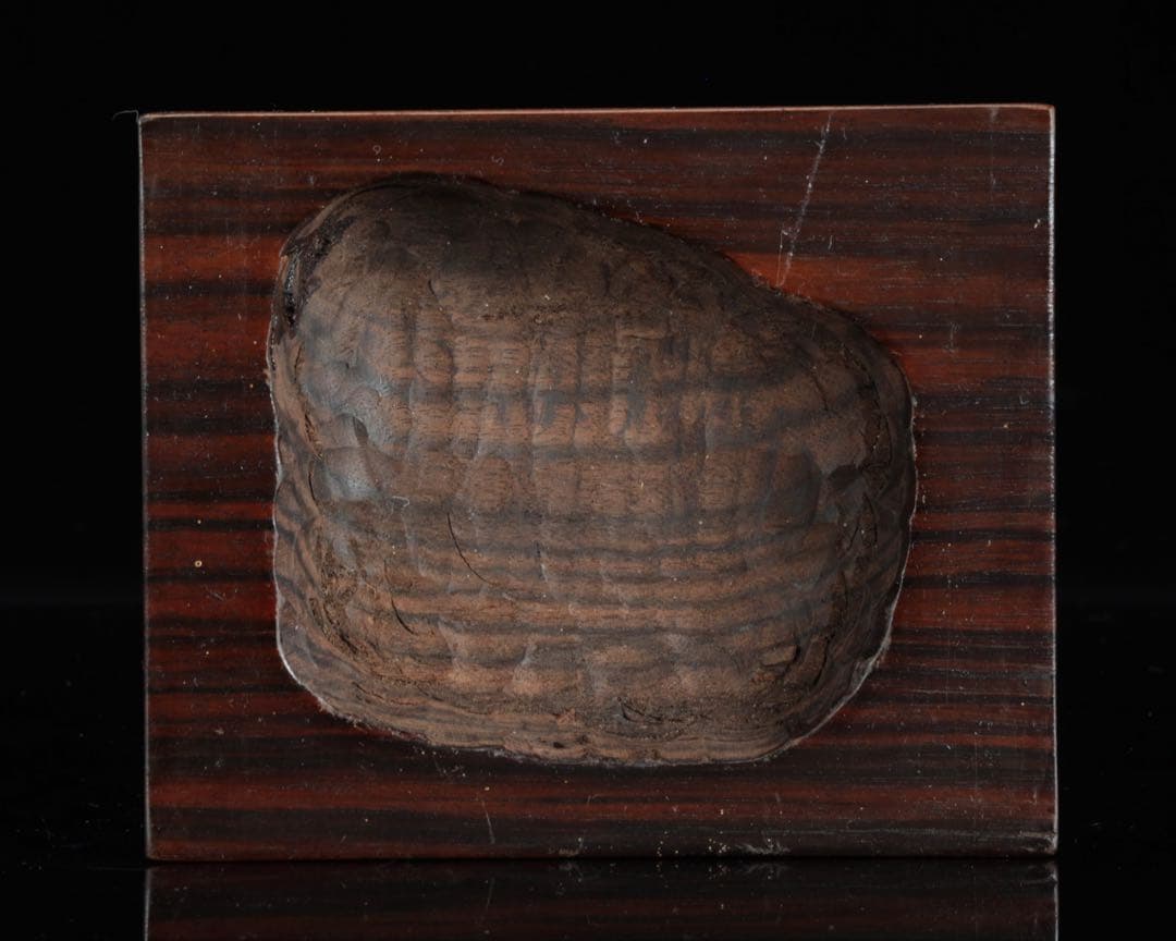 菊花石　花紋石 自然石 台座付 2.1kg 水石 置物 盆石 鑑賞石 原石 美石