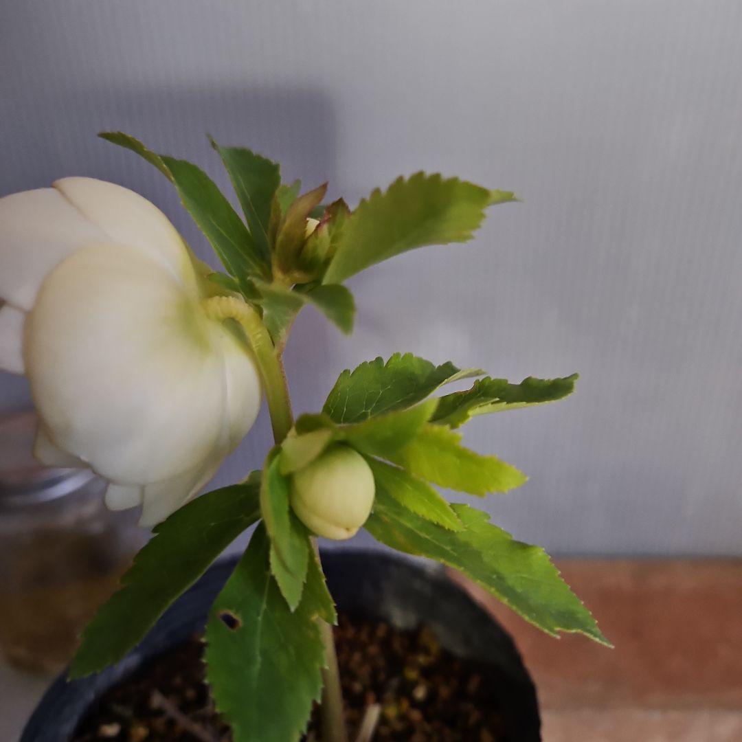 ペコ様ご購入苗㉖-75クリスマスローズ