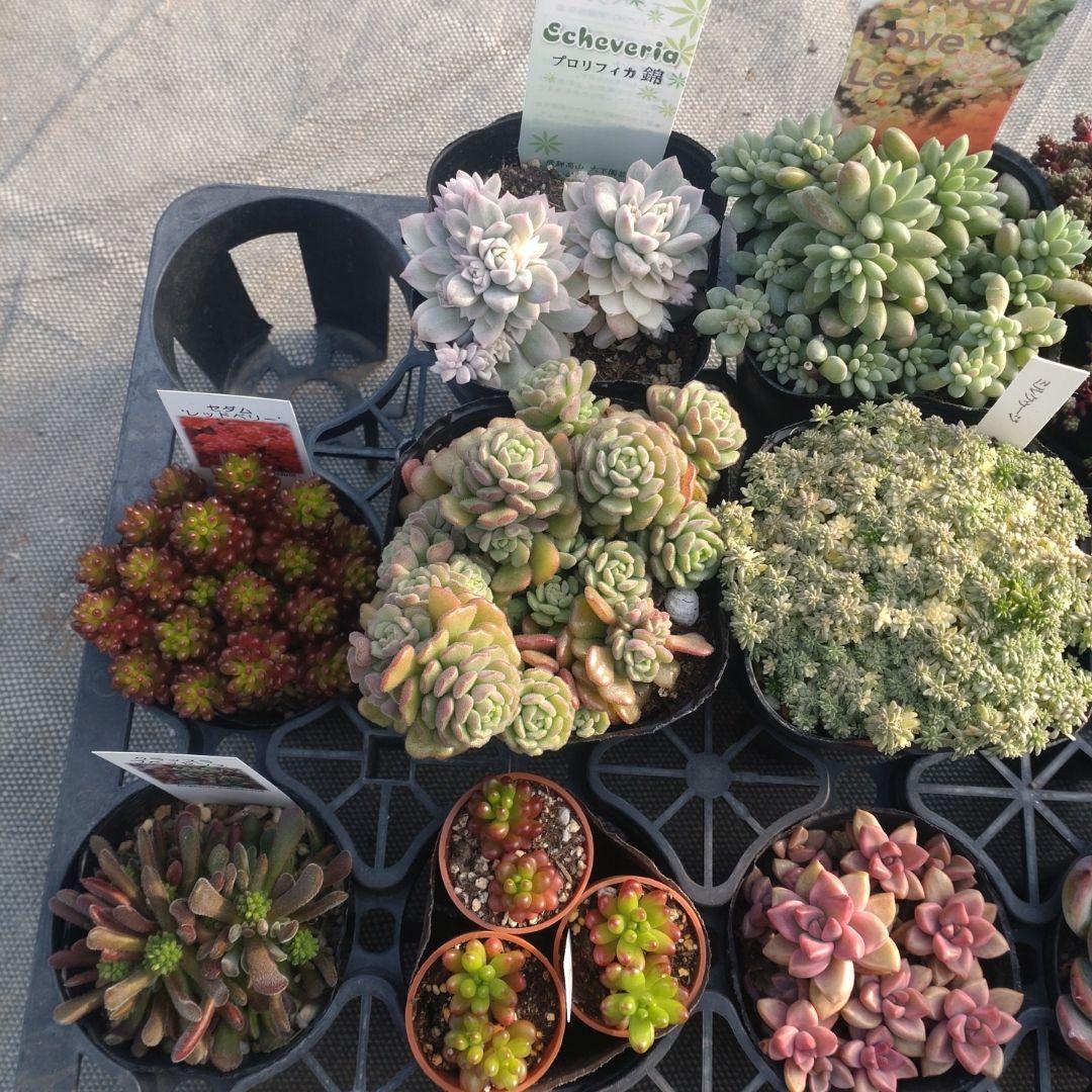 ぺぺ(✿ᴗ͈ˬᴗ͈)さん専用