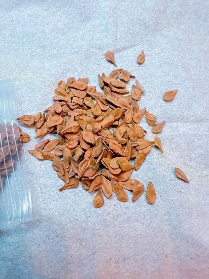 種子 100粒 パキポディウム レアリー Pachypodium lealii Pachypodium lealii 実生のレアリーが今年は急成長 現地球が流通してい