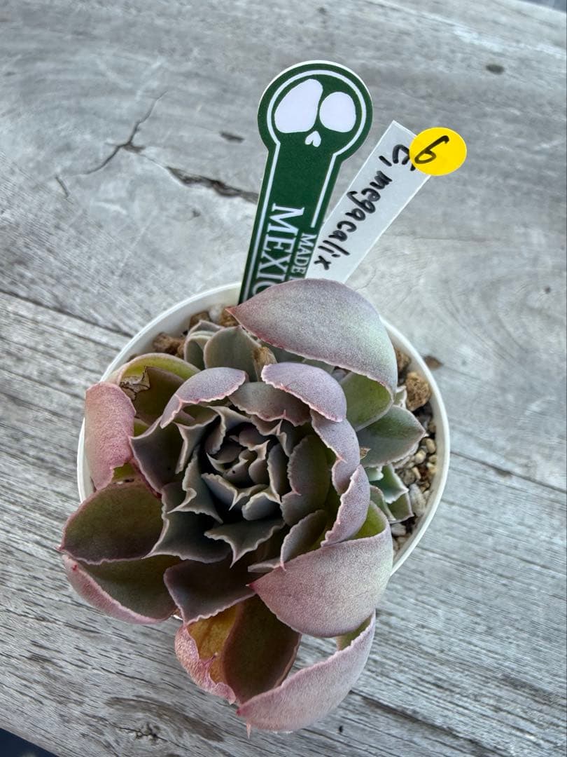 6 希少種　E.megacalix メガカリックス　メキシコ輸入苗
