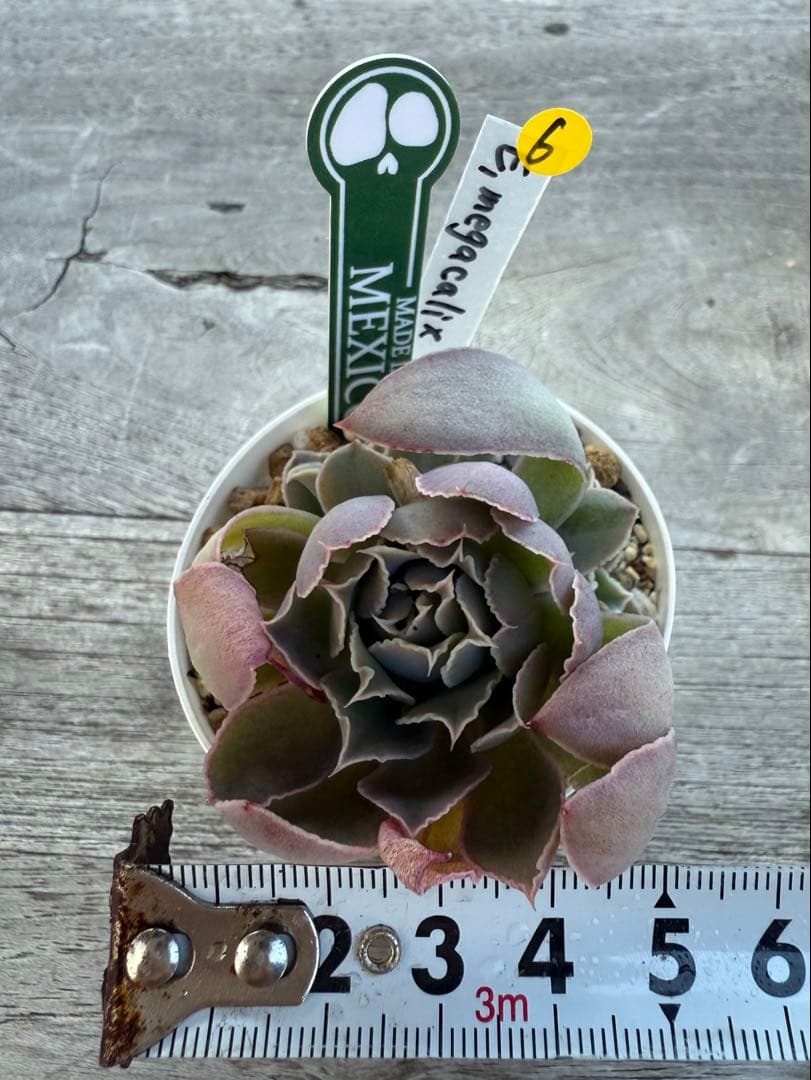 6 希少種　E.megacalix メガカリックス　メキシコ輸入苗