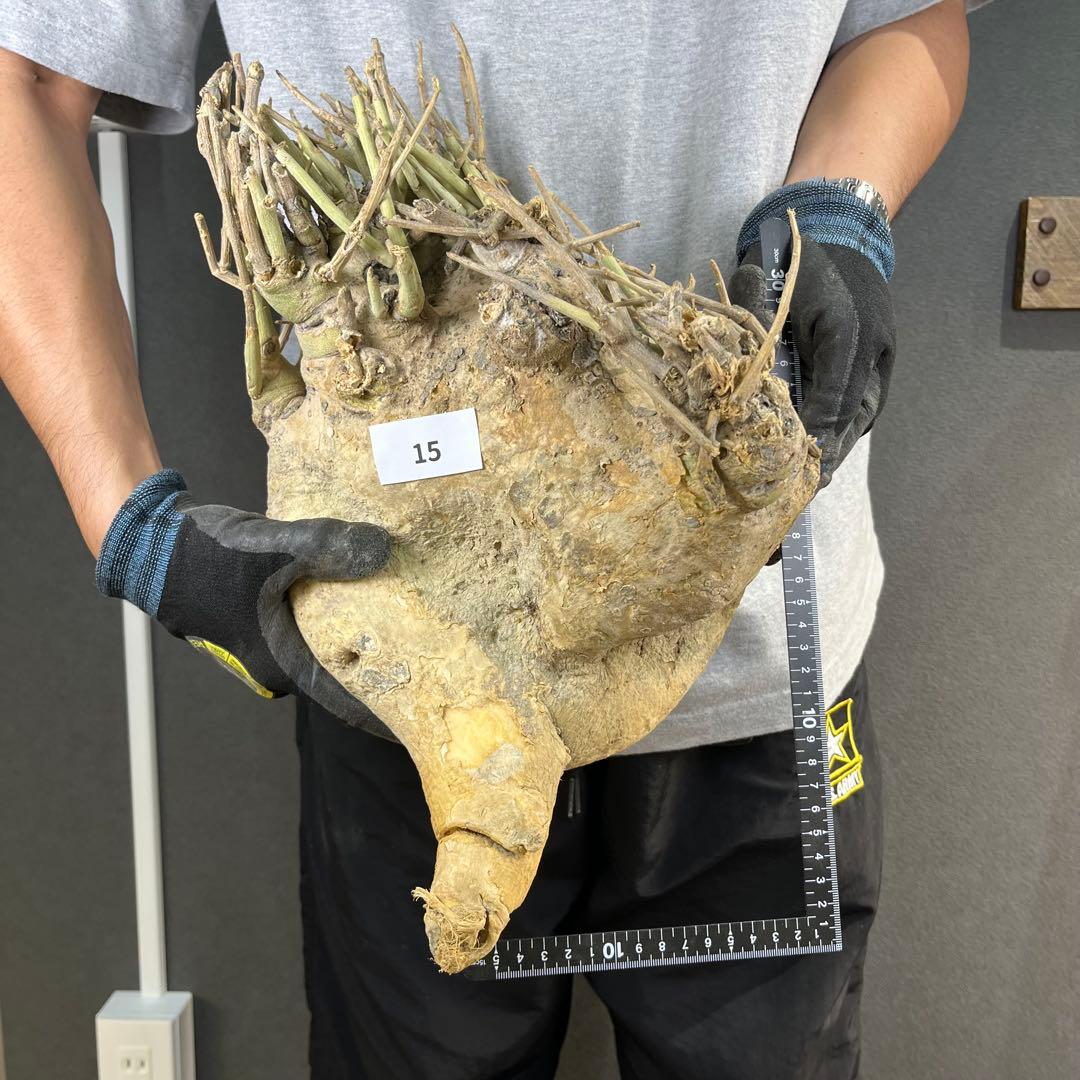 n*k様 15 激レア 超大株 アデニア ペチュエリー 現地球 鮮度抜群