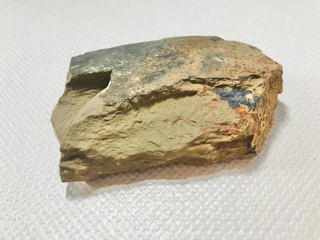 超稀少謎個体 Chancelloria 化石 カンセロリア 澄江動物群