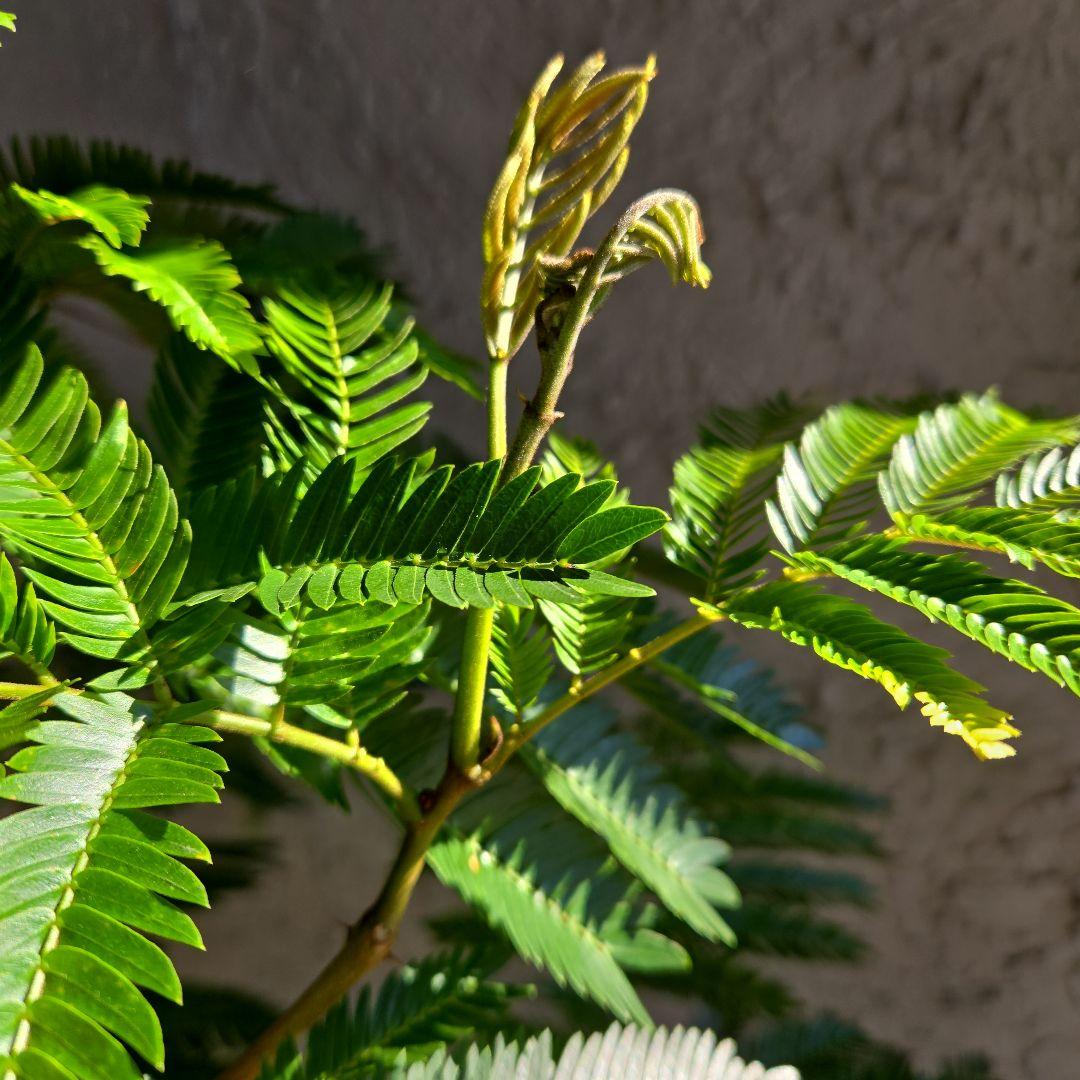 ③　エバーフレッシュ　8号特大苗木最高等級極上品‼️　極太