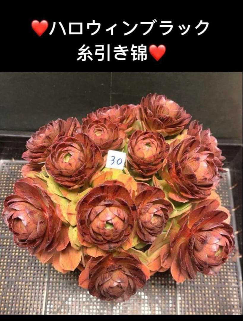 20#多肉植物アエオニウム錦❤️ハロウィンブラック糸引き锦❤️8頭18cm拨き苗