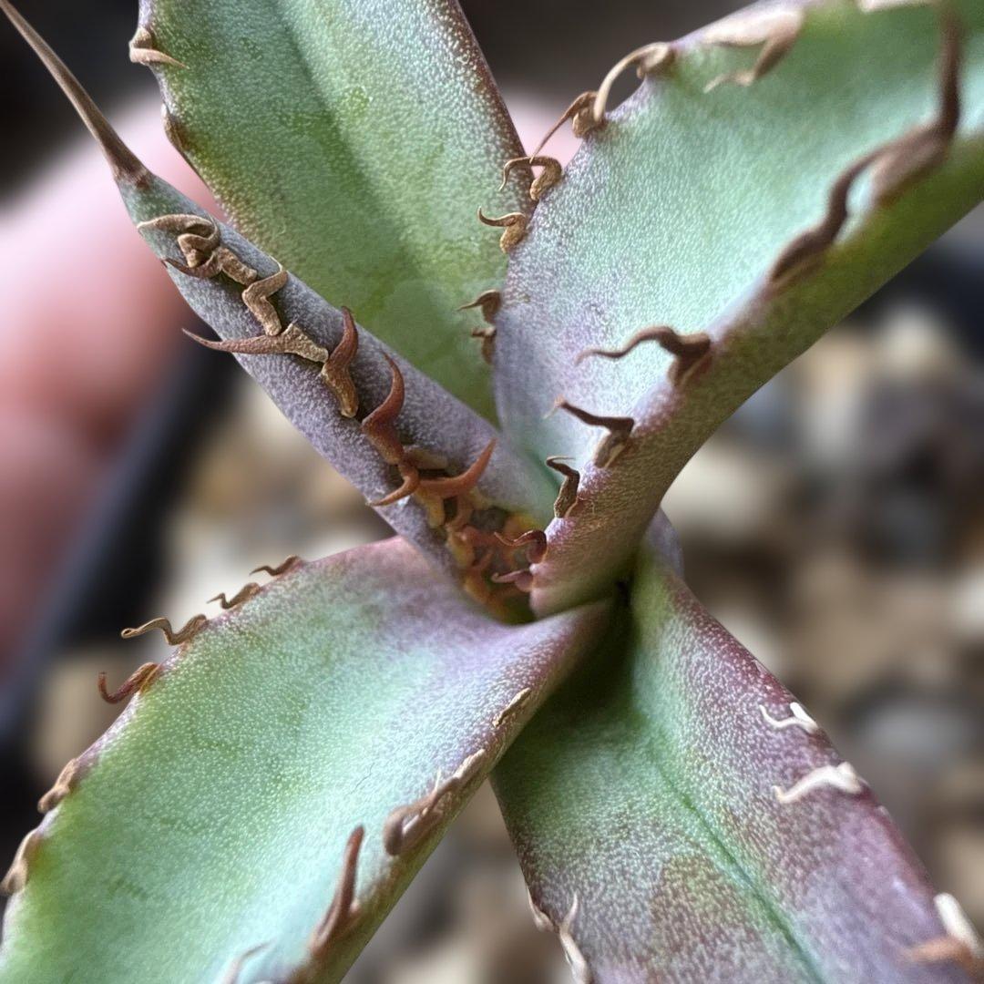 56 アガベ 青葉 オテロイ実生 選抜 チタノタ オアハカ ブルー - メルカリ