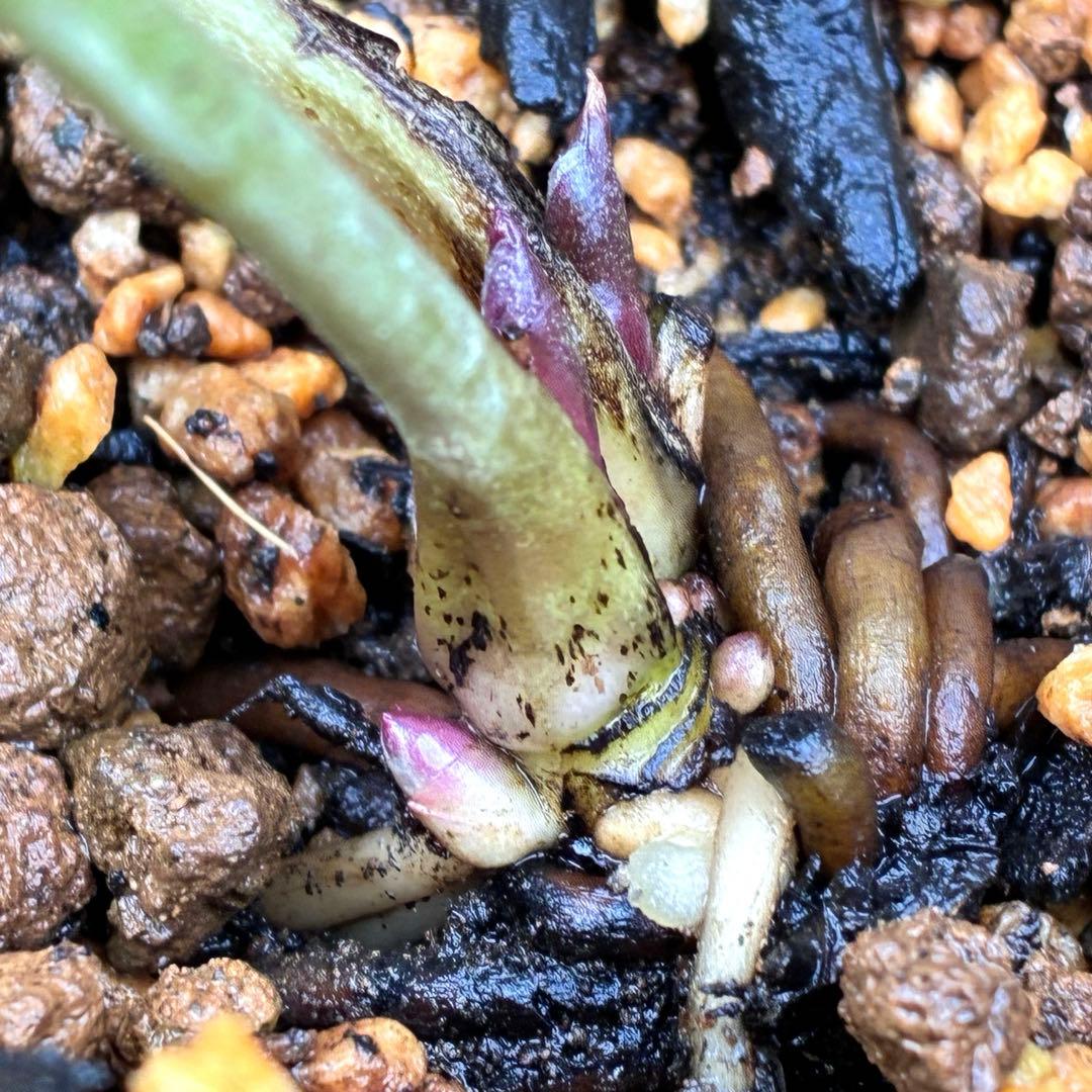 オ*ン様 ❤️根充実❤️沢山新芽❤️3208⭐️SD⭐️幻想的⭐️purpura