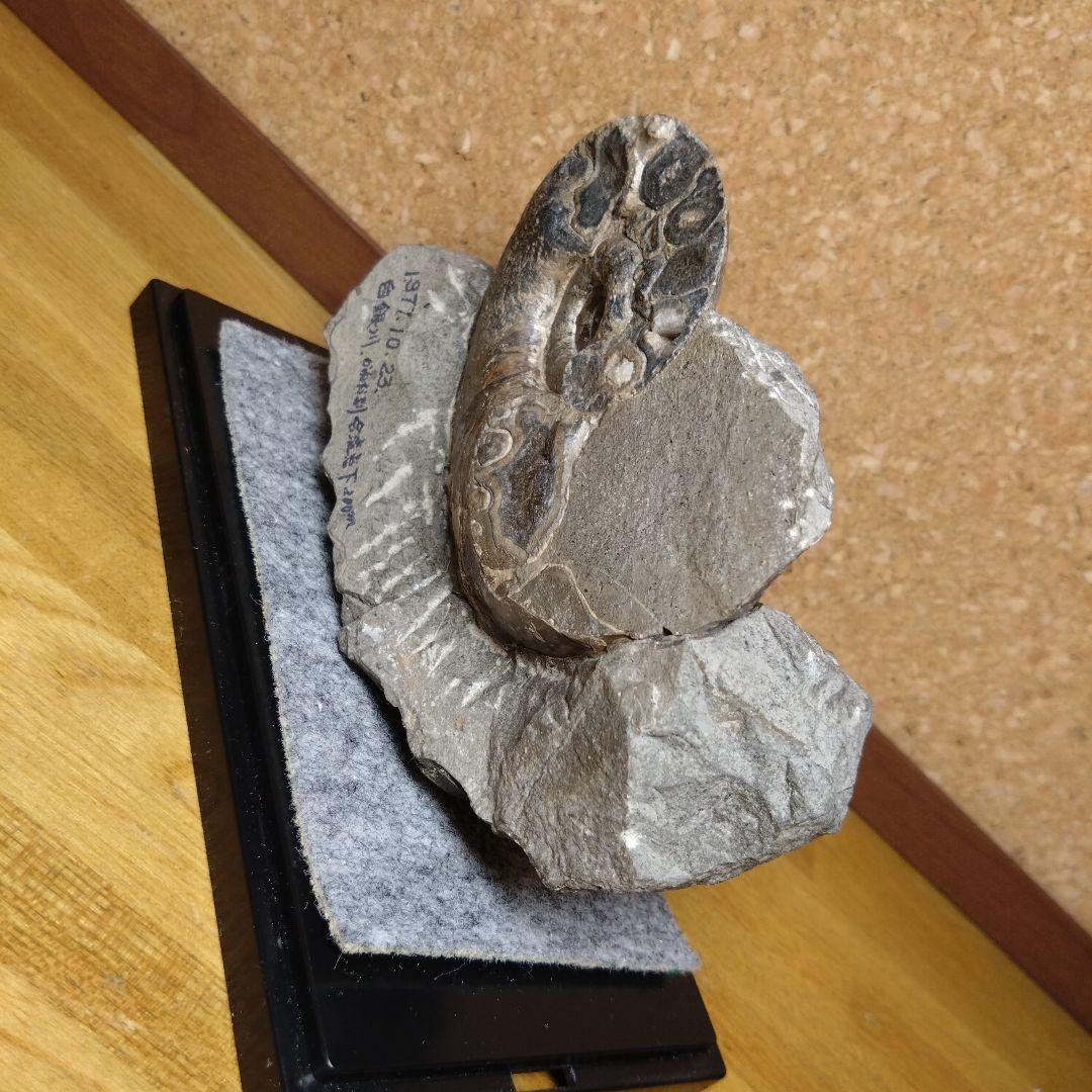 アンモナイト化石 15.0cm（112）