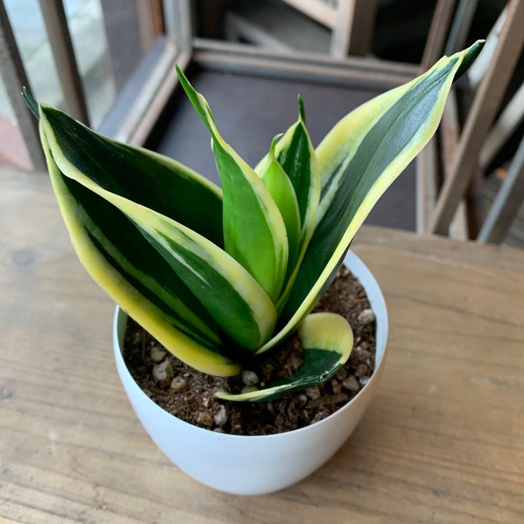 現品販売 サンスベリア ハニー 3.5号鉢サイズ 鉢植え ミニ観葉 観葉