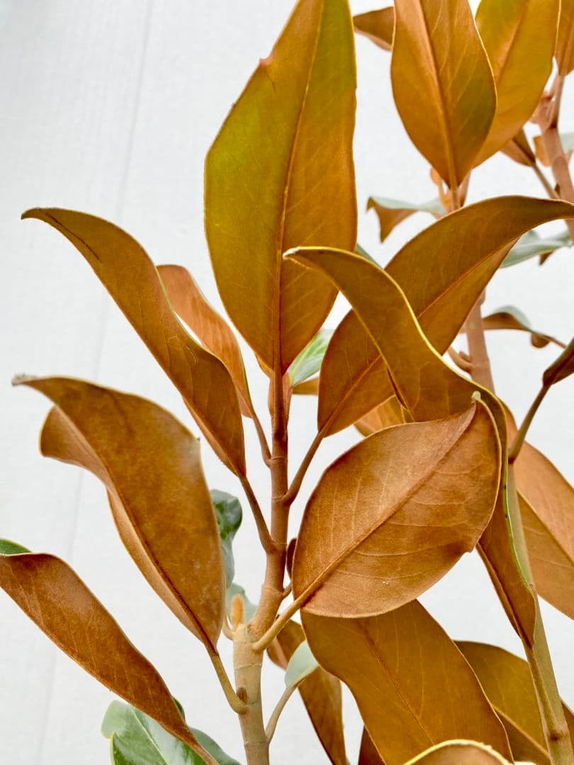 タイサンボク ケイパレス/903