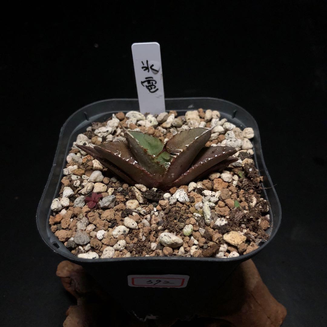 原種 ディッキア Dyckia reitzii rubra large form