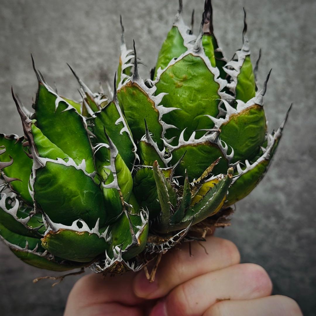 ノ*リ様 多肉植物・アガベ・チタノタ・ホリダ・極上強刺・三頭株