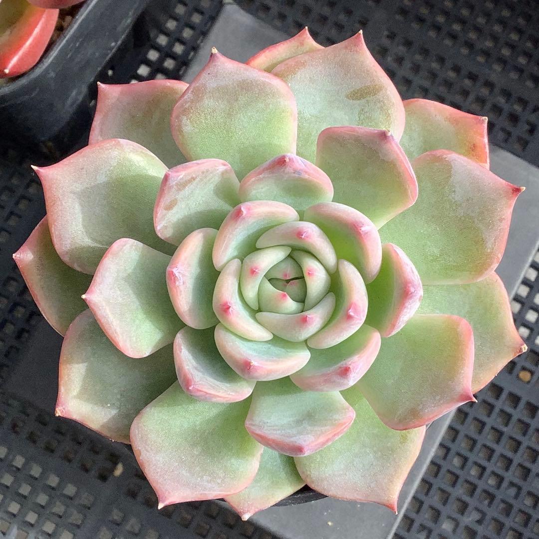 多肉植物 エケベリア キャラリアン 抜き苗！！ A - メルカリ