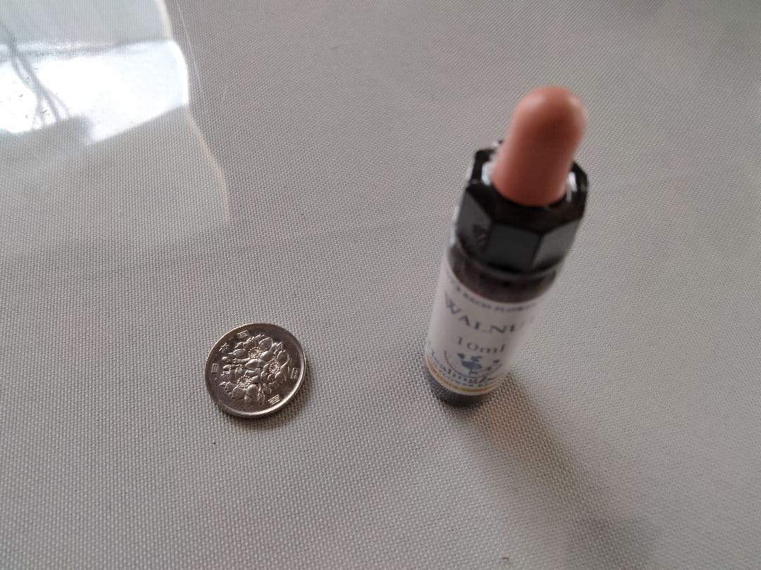 ことり様■ ビーチ ミムラス マスタード スターオブベツレヘム ワイルドオート