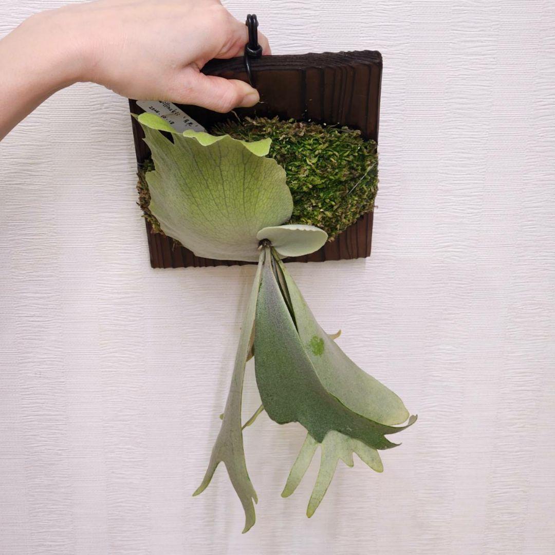 月光爪哇OC子株　ウィリンキー　ビカクシダ　willinckii ゲッコウジャワ