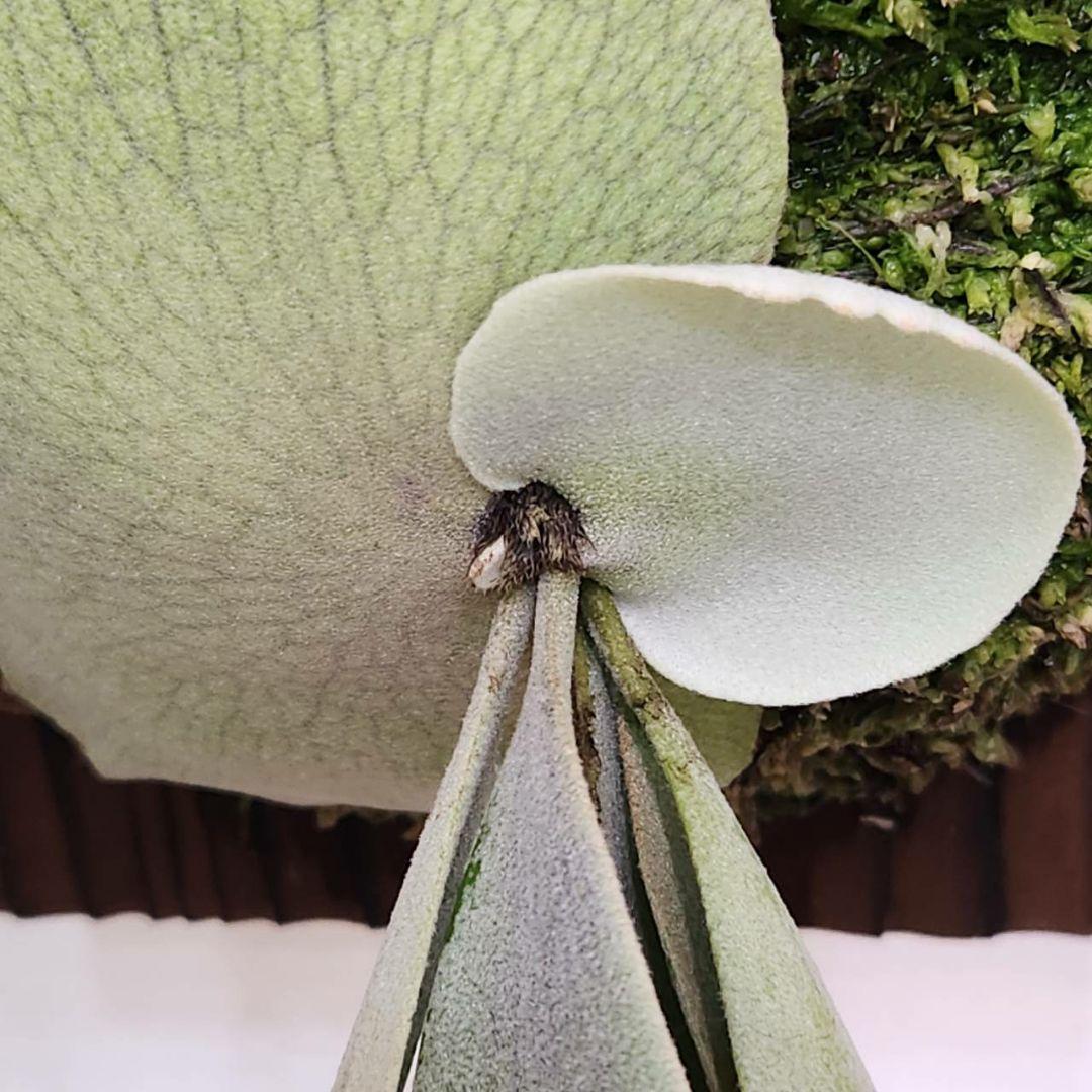 月光爪哇OC子株　ウィリンキー　ビカクシダ　willinckii ゲッコウジャワ