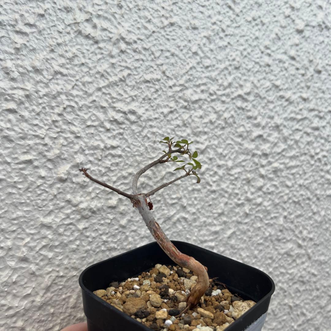 コミフォラ・モンストローサ 実生 - メルカリ