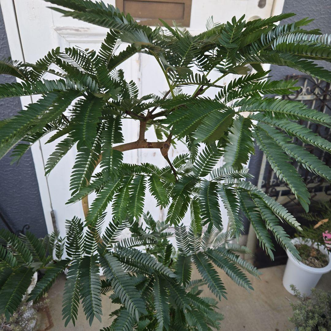 ③　エバーフレッシュ　曲がり仕立て　８号　特大苗木最高等級極上品‼️