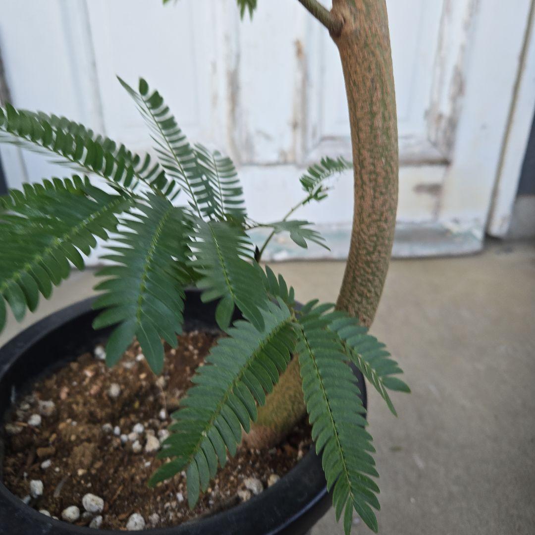 ③　エバーフレッシュ　曲がり仕立て　８号　特大苗木最高等級極上品‼️