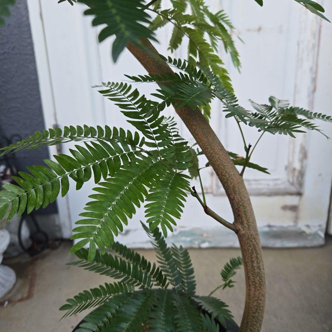 ③　エバーフレッシュ　曲がり仕立て　８号　特大苗木最高等級極上品‼️