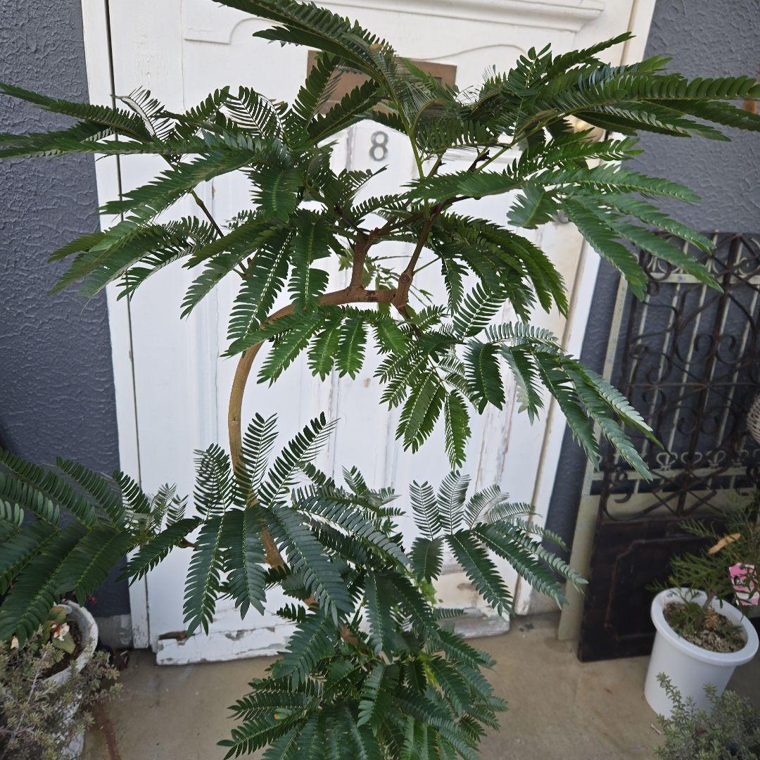 ③　エバーフレッシュ　曲がり仕立て　８号　特大苗木最高等級極上品‼️