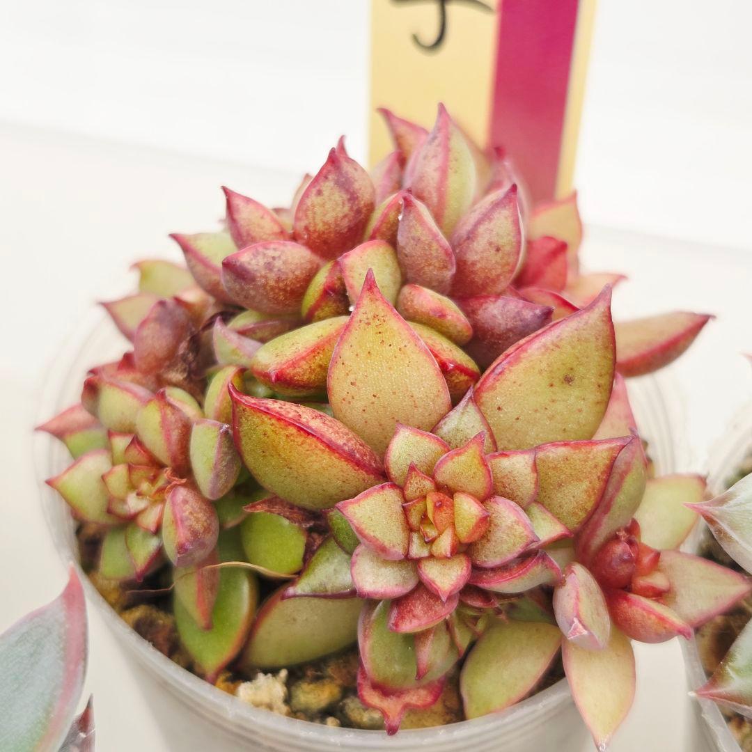 か*え様 ㊲大きめ苗! 桜鬼❣️ちょこん❣️華切子❣️おらいさん発根済 6苗 メ