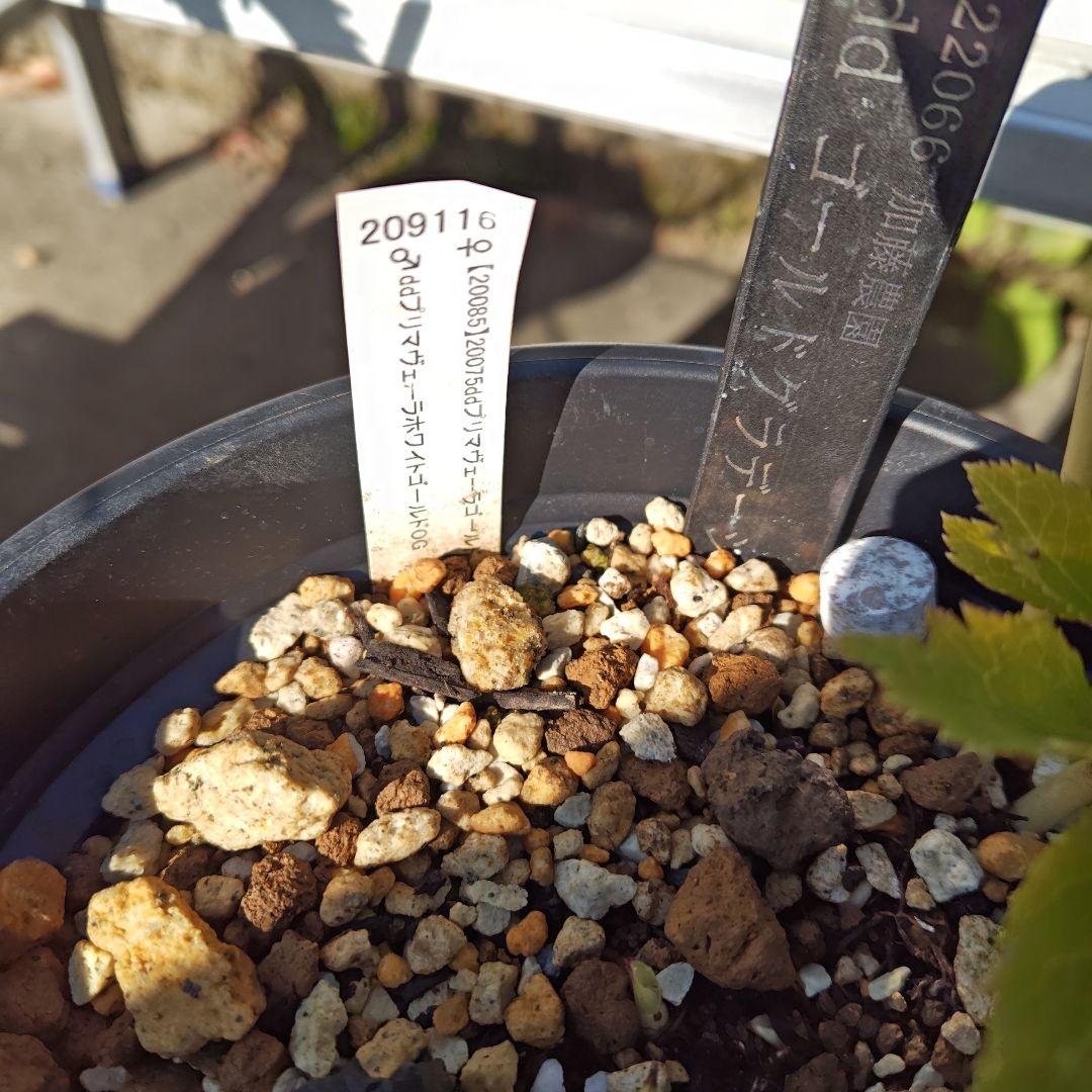 t*n様 クリスマスローズ 加藤農園 ddゴールドグラデーションミスト 株分け