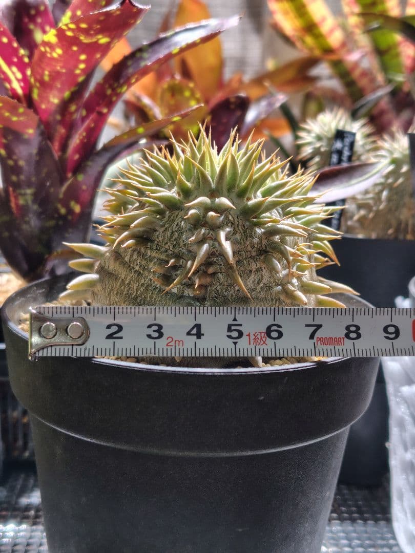 パキポディウム　恵比寿大黒