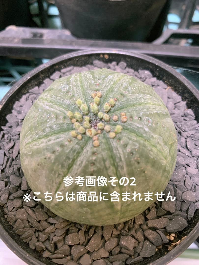 シンメトリカ 【 仔吹きタイプではない 】 8cm 大株扁平 # ユーフォルビア