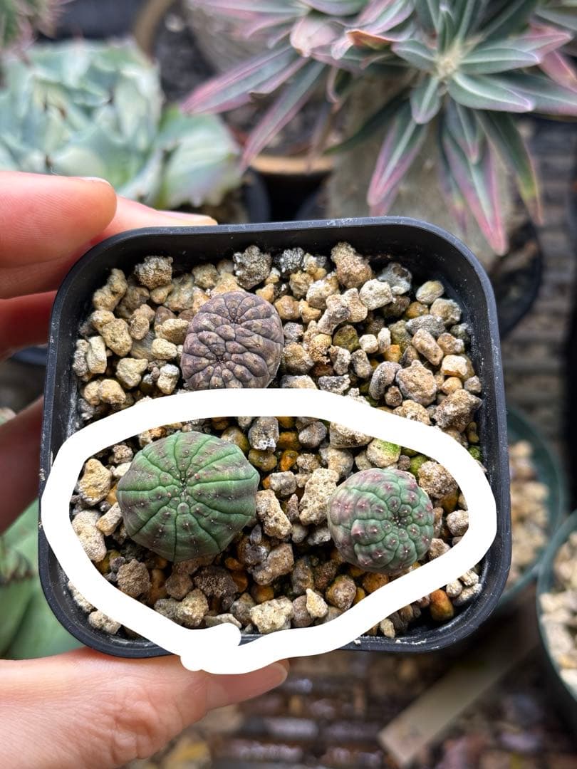 ユーフォルビア オベサ 実生モンスト(？)株