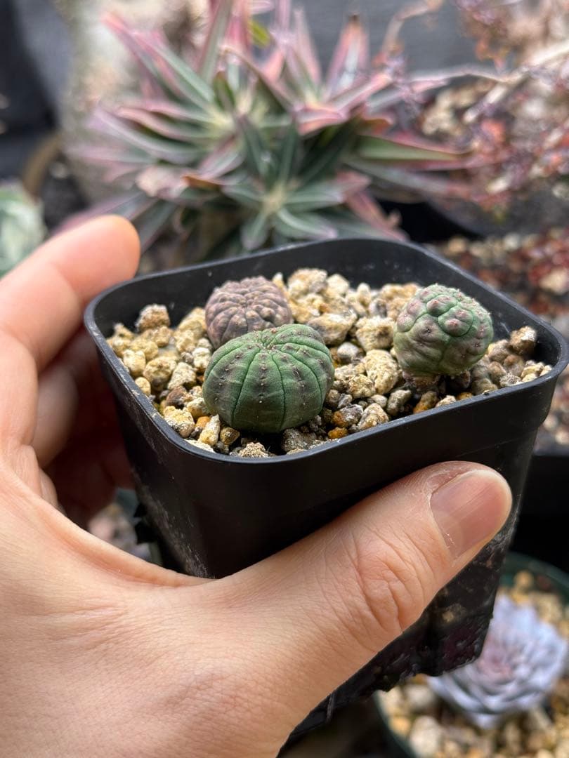 ユーフォルビア オベサ 実生モンスト(？)株