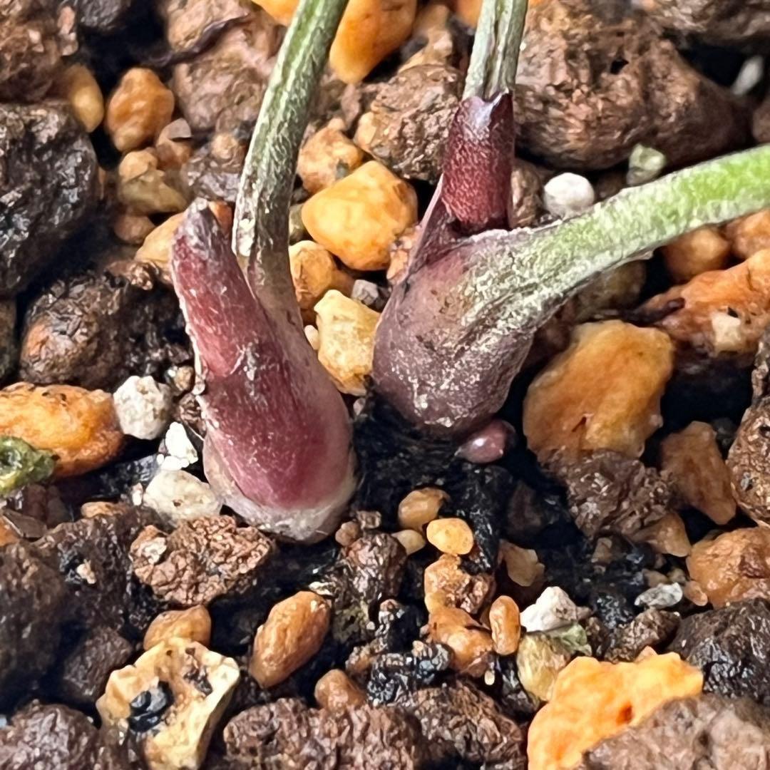 オ*ン様 ❤️根充実❤️沢山新芽❤️715❤️極上発色⭐️極上カップ⭐️【オドル