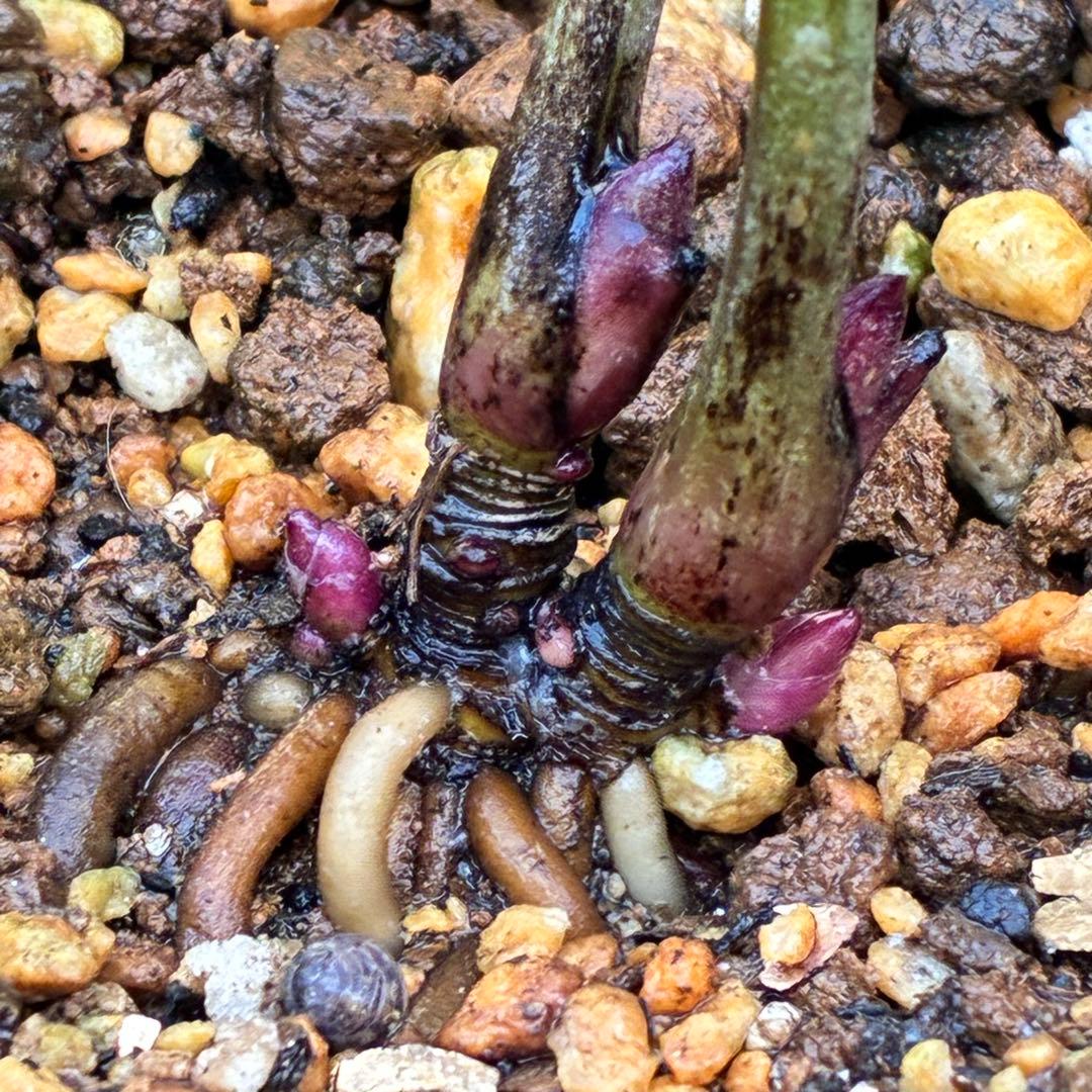 オ*ン様 ❤️根充実❤️沢山新芽❤️715❤️極上発色⭐️極上カップ⭐️【オドル