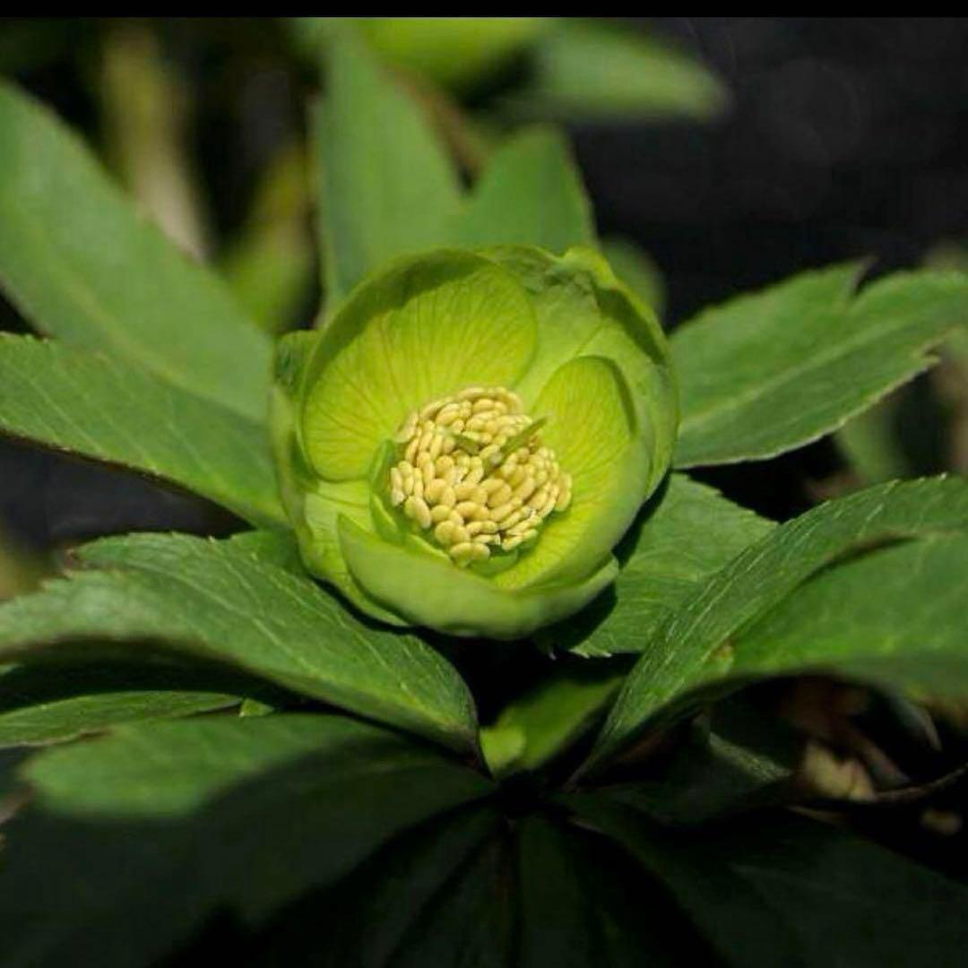 オ*ン様 ❤️根充実❤️沢山新芽❤️715❤️極上発色⭐️極上カップ⭐️【オドル