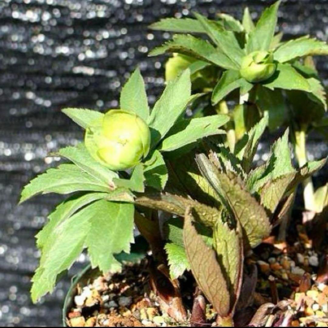 オ*ン様 ❤️根充実❤️沢山新芽❤️715❤️極上発色⭐️極上カップ⭐️【オドル