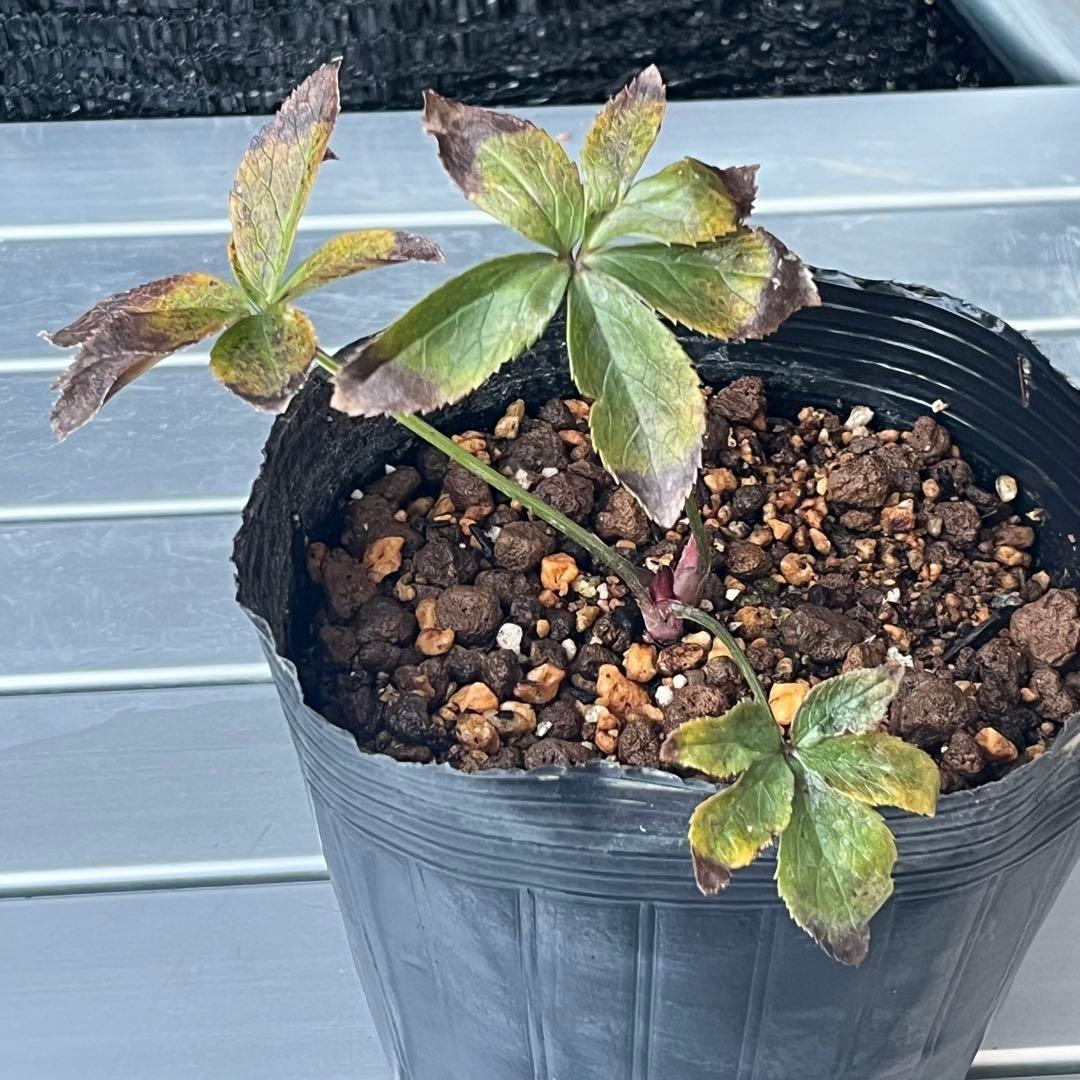 オ*ン様 ❤️根充実❤️沢山新芽❤️715❤️極上発色⭐️極上カップ⭐️【オドル