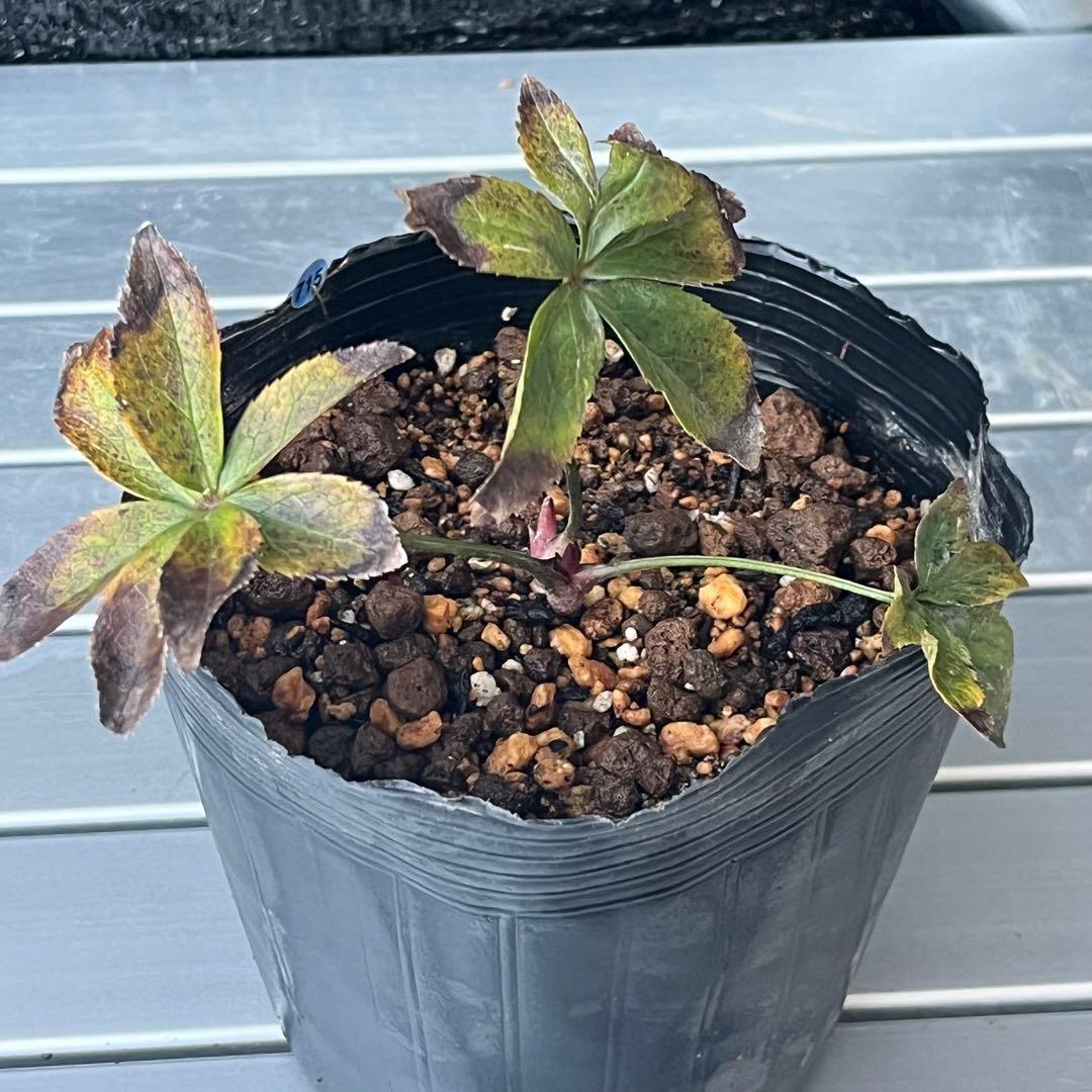 オ*ン様 ❤️根充実❤️沢山新芽❤️715❤️極上発色⭐️極上カップ⭐️【オドル