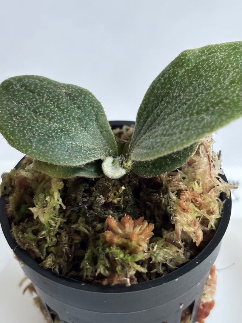 ASAP. Wings of Angel 「天使の翼」 (TC) 【18】