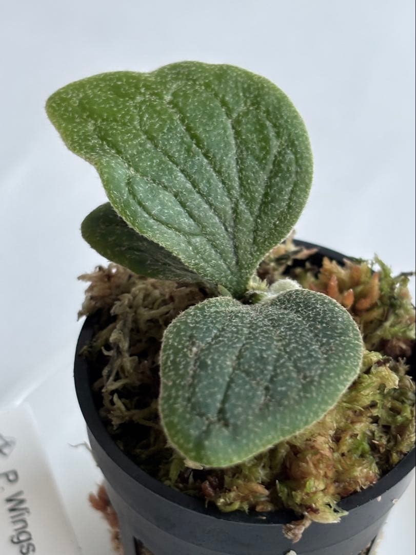 ASAP. Wings of Angel 「天使の翼」 (TC) 【18】