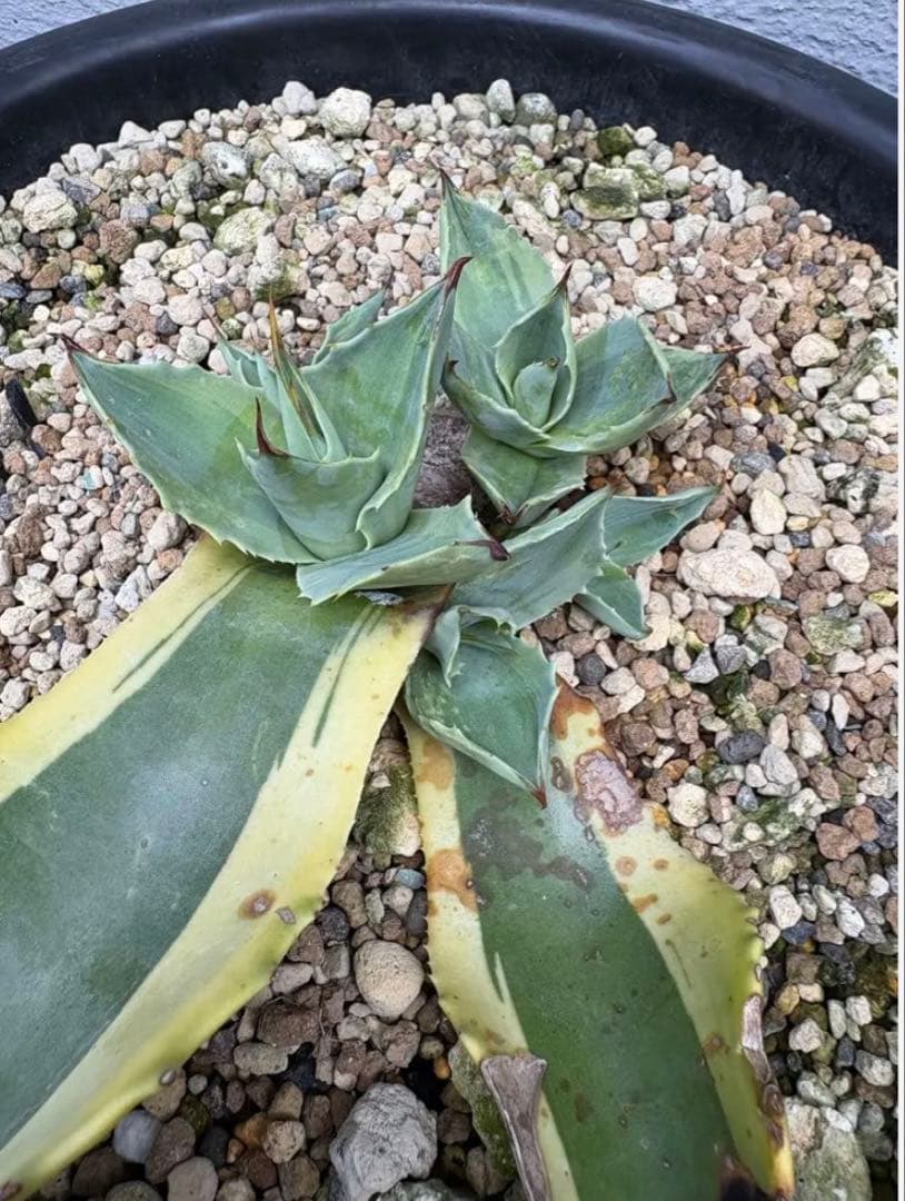 オルカ　アガベ